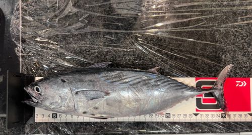 スマカツオの釣果
