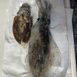 アオリイカ