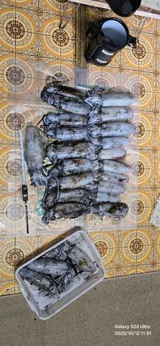 アオリイカの釣果