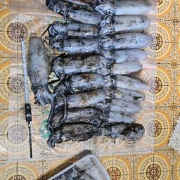 アオリイカ