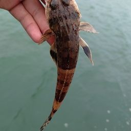 マゴチ
