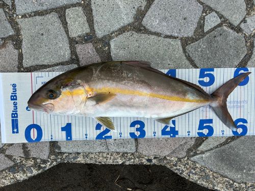 カンパチの釣果
