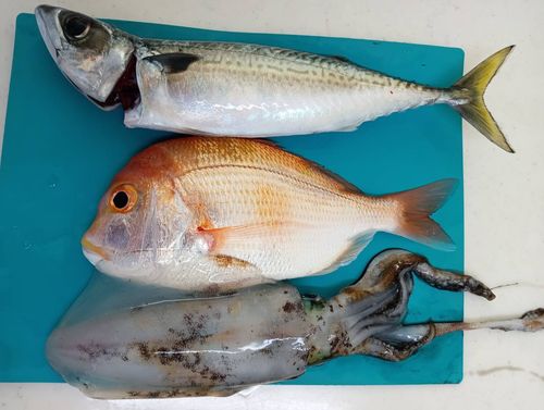 サバの釣果