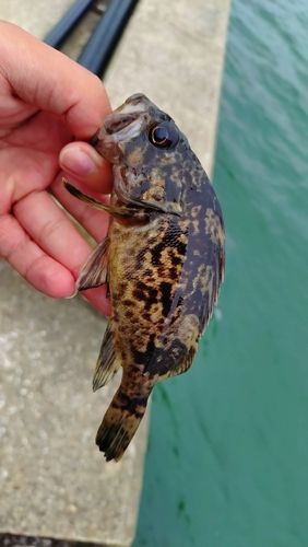 クロソイの釣果