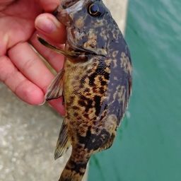 クロソイ