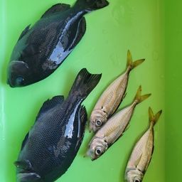 クロダイ