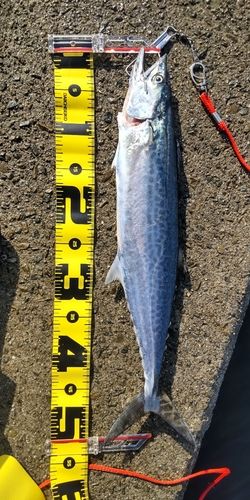 サゴシの釣果