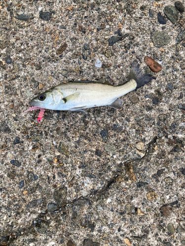 セイゴ（マルスズキ）の釣果