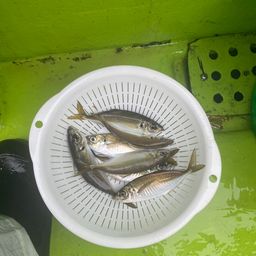 アジ