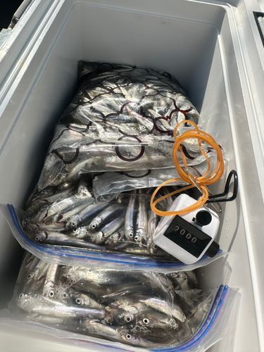 ワカサギの釣果