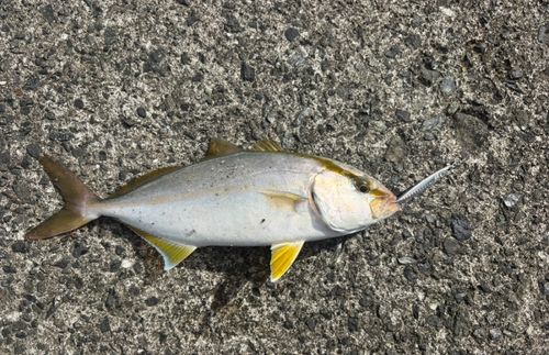 カンパチの釣果