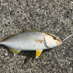 カンパチ