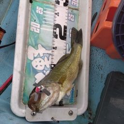 ブラックバス