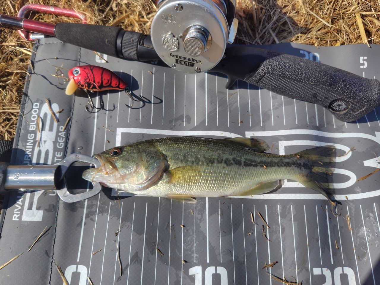 ラージマウスバス