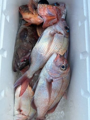 マダイの釣果