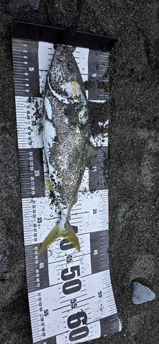 イナダの釣果