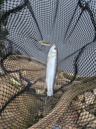ハスの釣果