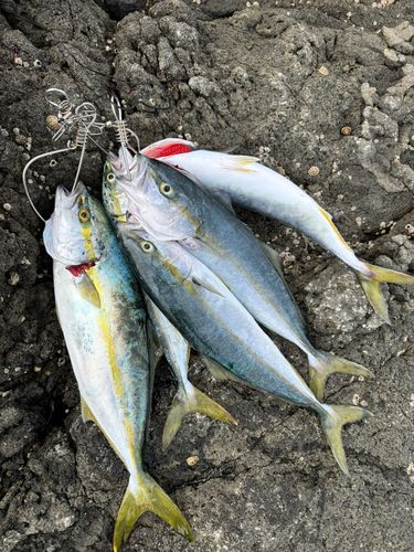 フクラギの釣果