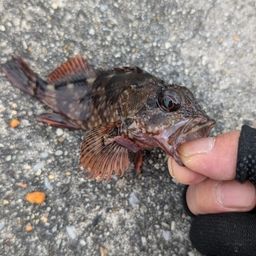 カサゴ