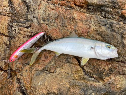ヤズの釣果