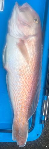シロアマダイの釣果