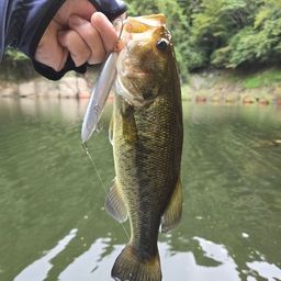 ブラックバス