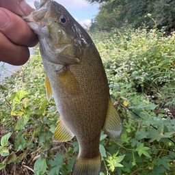 スモールマウスバス