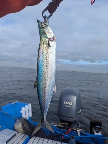 サゴシの釣果