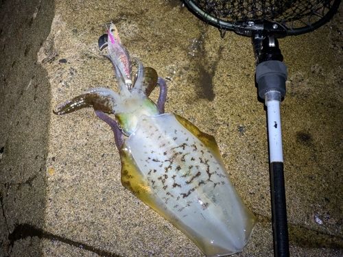 アオリイカの釣果