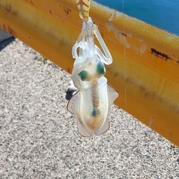 アオリイカ