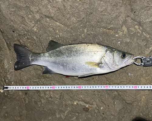 フッコ（ヒラスズキ）の釣果
