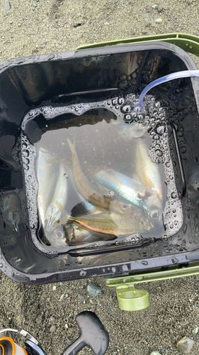 セイゴ（タイリクスズキ）の釣果