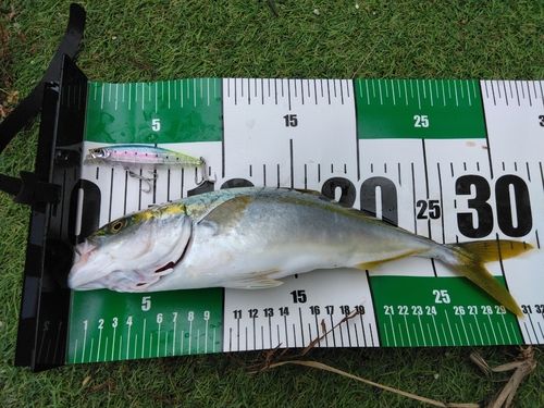 ワカシの釣果