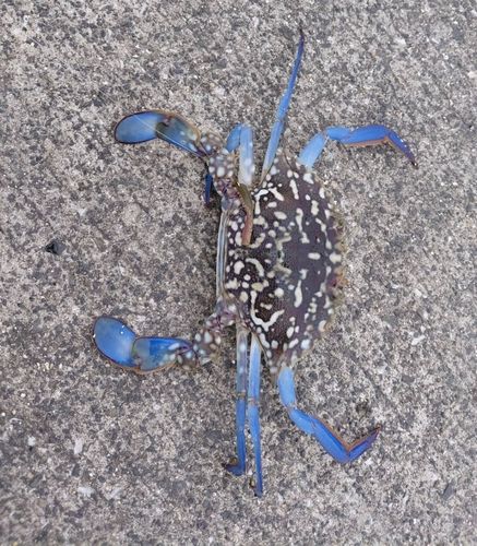 タイワンガザミの釣果