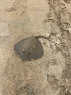 アカエイの釣果