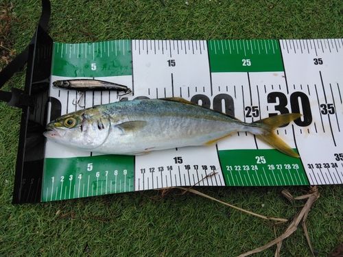 ワカシの釣果