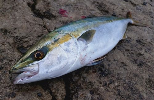イナダの釣果