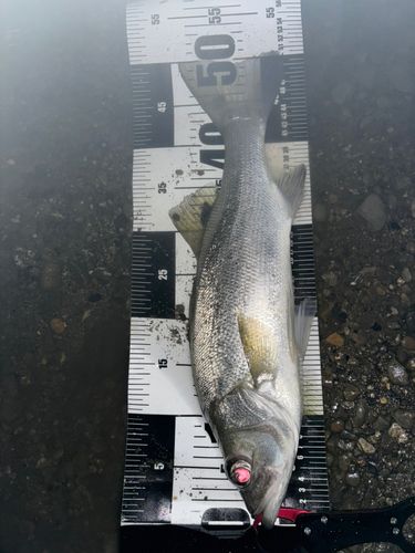ヒラスズキの釣果