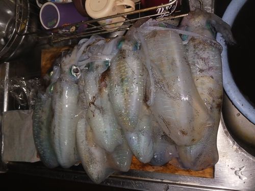 アオリイカの釣果