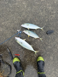 イナダの釣果