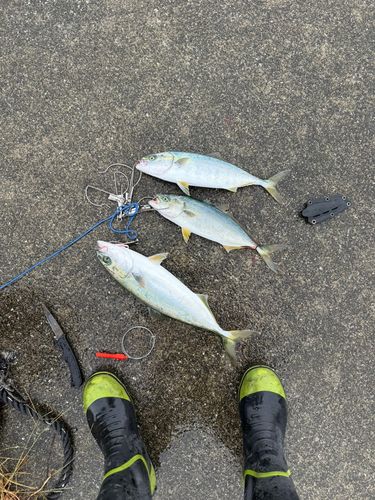 イナダの釣果