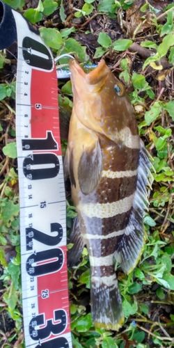 アオハタの釣果