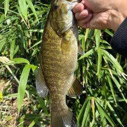 スモールマウスバス