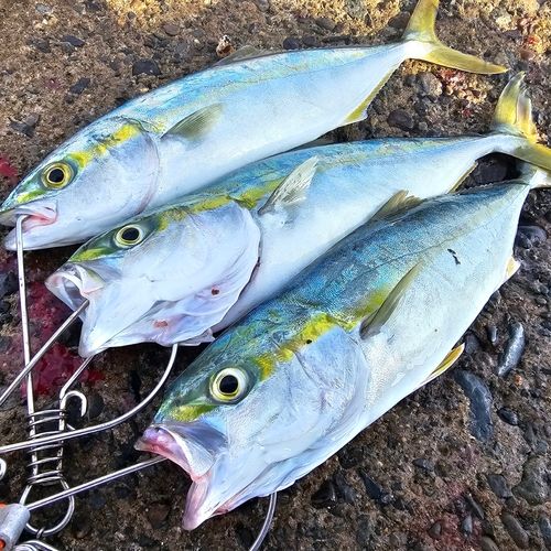 コゾクラの釣果