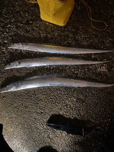 タチウオの釣果