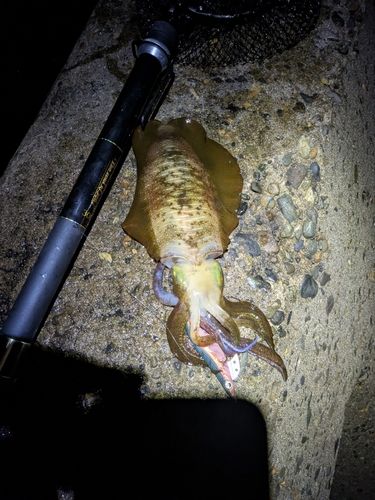 アオリイカの釣果
