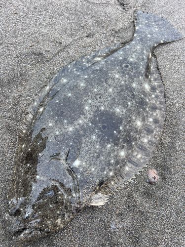 ソゲの釣果