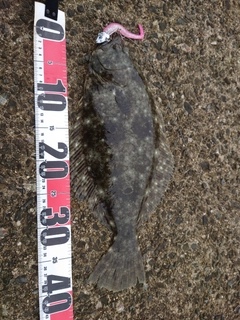 ヒラメの釣果