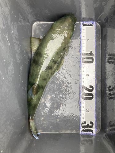 フグの釣果