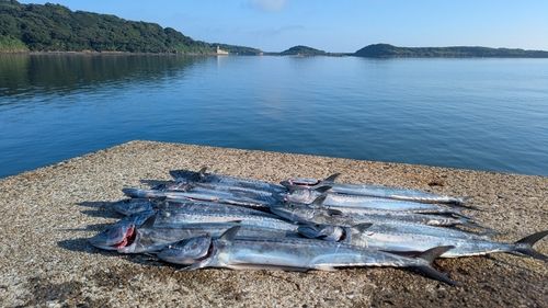 サゴシの釣果